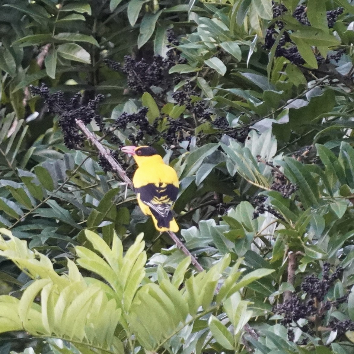 Black-naped Oriole (Tenggara) - Simon Thornhill