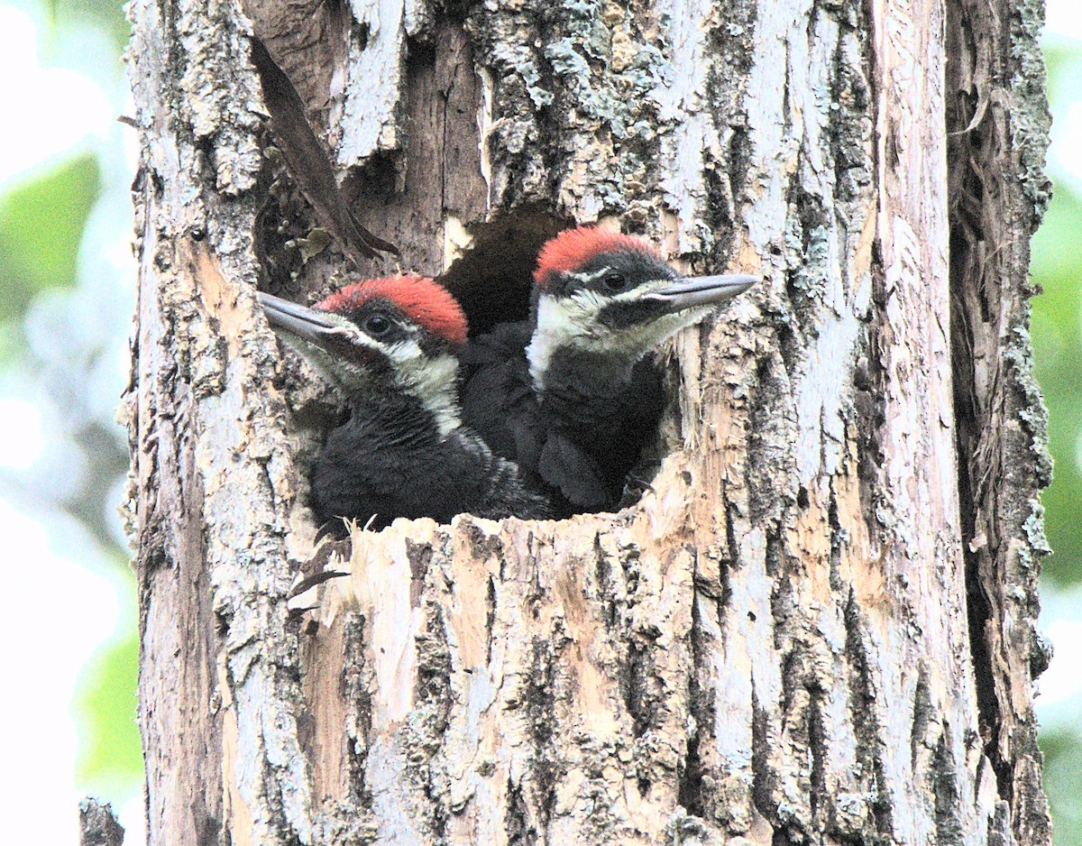 Pileated Woodpecker - Kerry Loux
