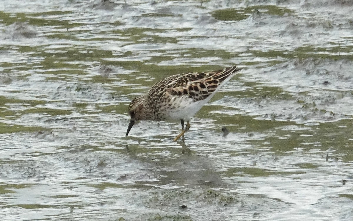 Least Sandpiper - Cynthia Ehlinger