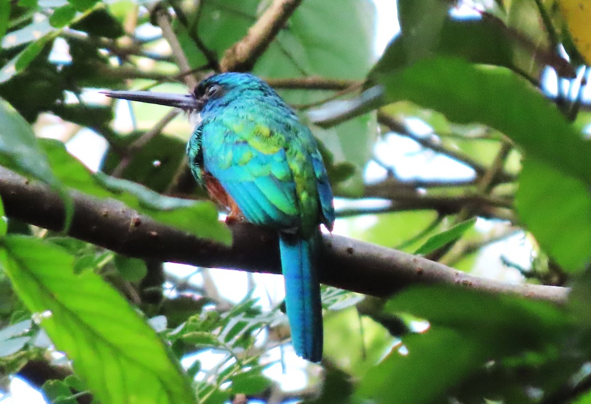 Green-tailed Jacamar - Rick Jacobsen