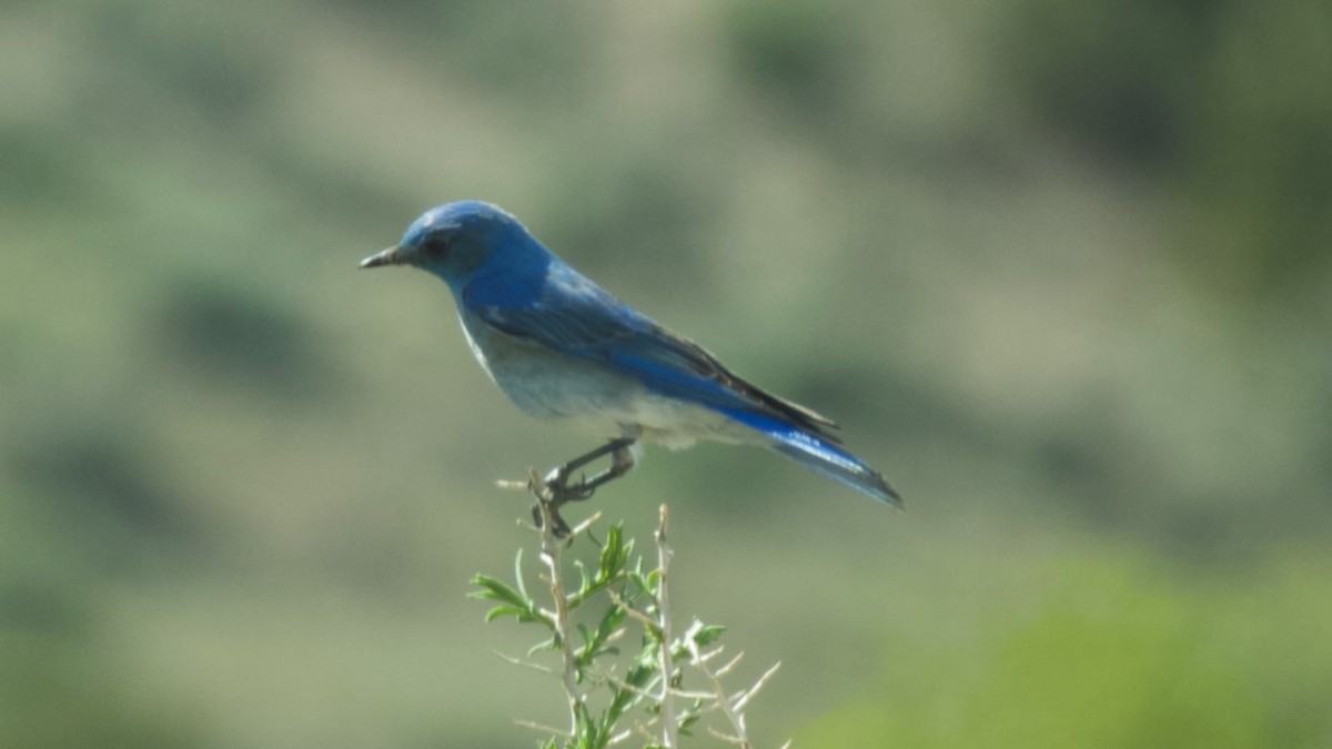 Mountain Bluebird - Paul Cezanne