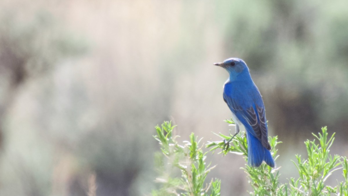 Mountain Bluebird - ML619198939