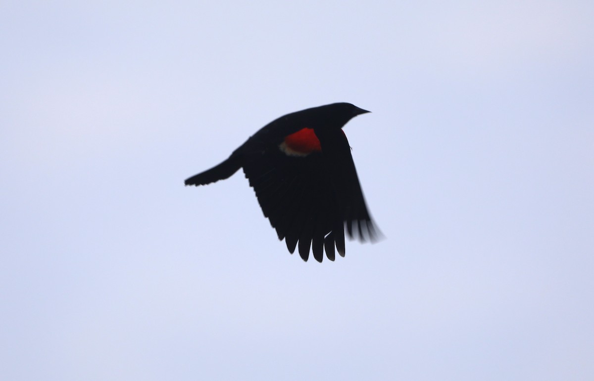 Red-winged Blackbird - "Chia" Cory Chiappone ⚡️