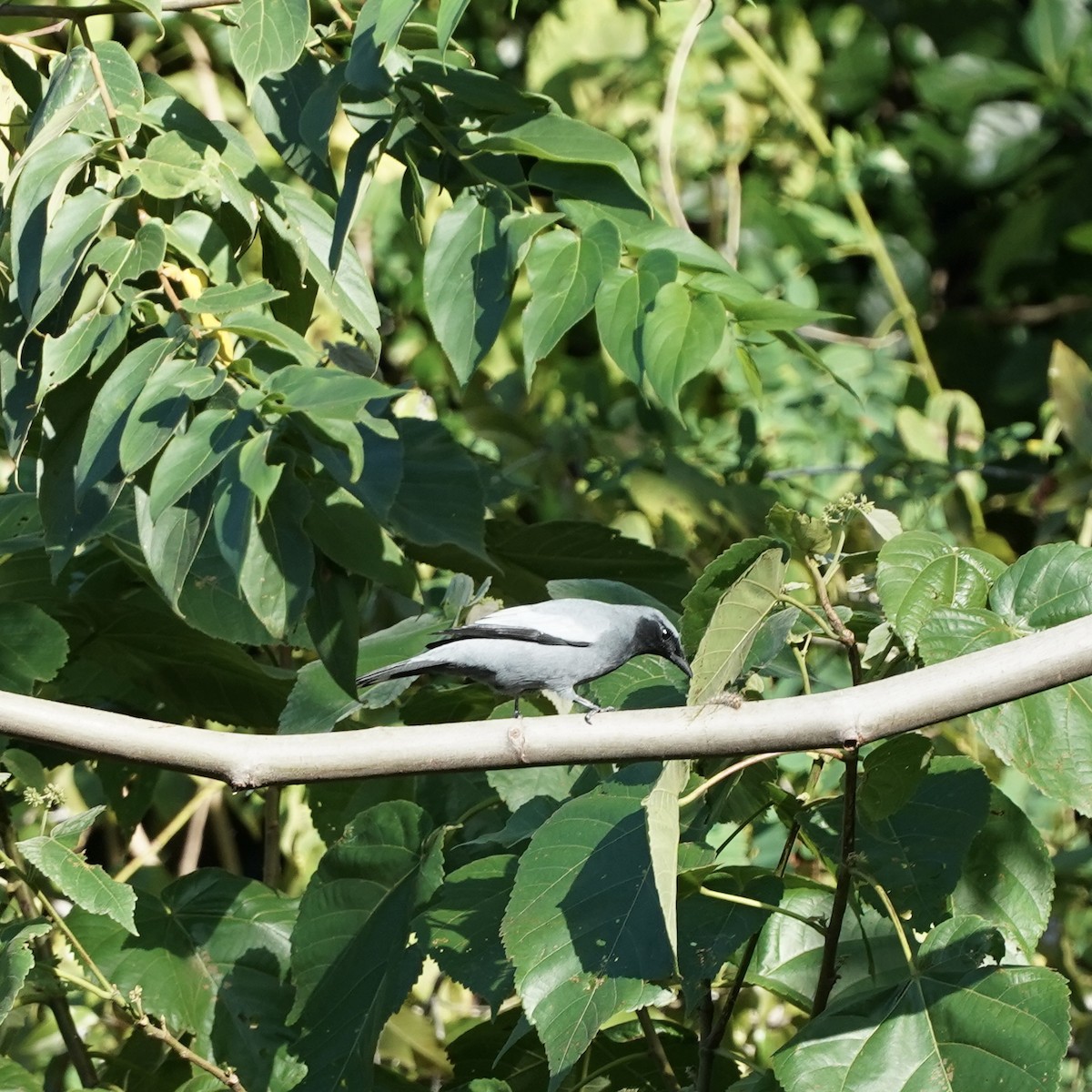 Pale-shouldered Cicadabird - Simon Thornhill