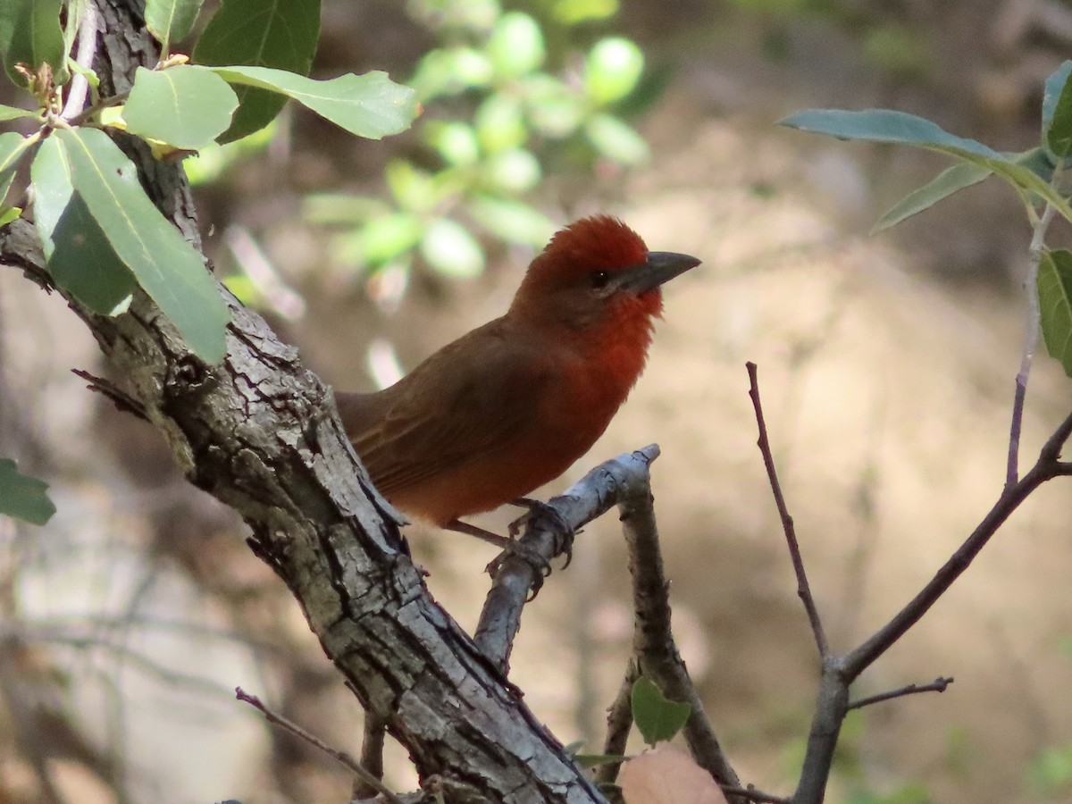 Hepatic Tanager - Kyan Russell