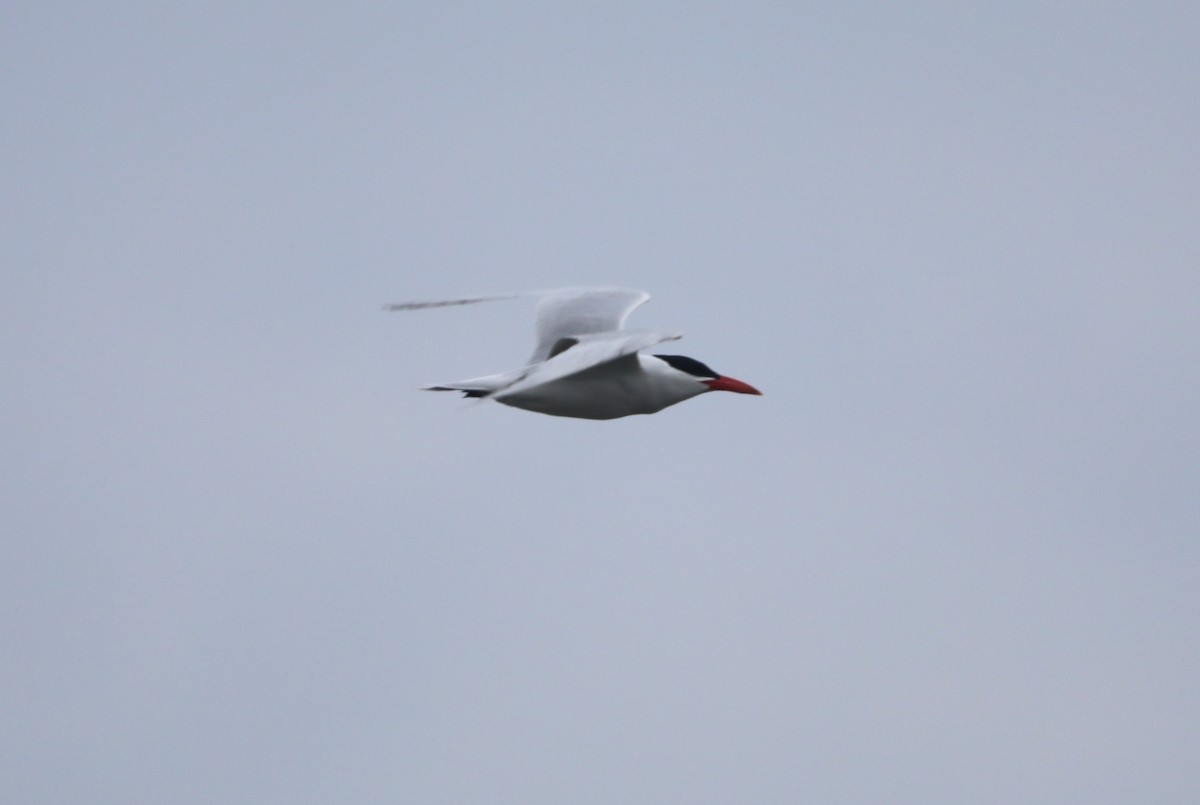 Caspian Tern - "Chia" Cory Chiappone ⚡️