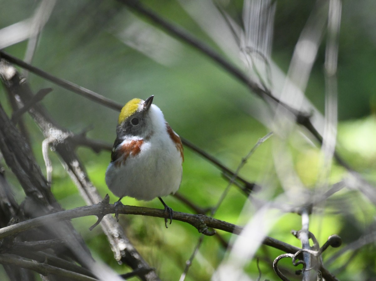 Chestnut-sided Warbler - Domenic Rocco