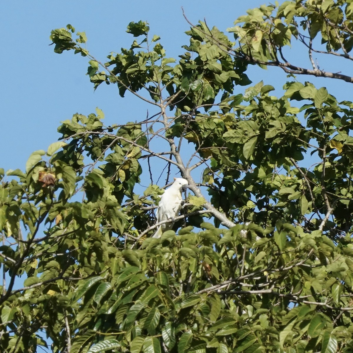 Citron-crested Cockatoo - Simon Thornhill