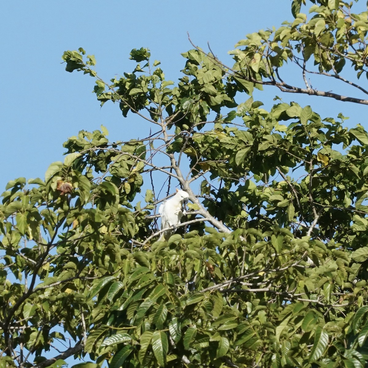 Citron-crested Cockatoo - Simon Thornhill