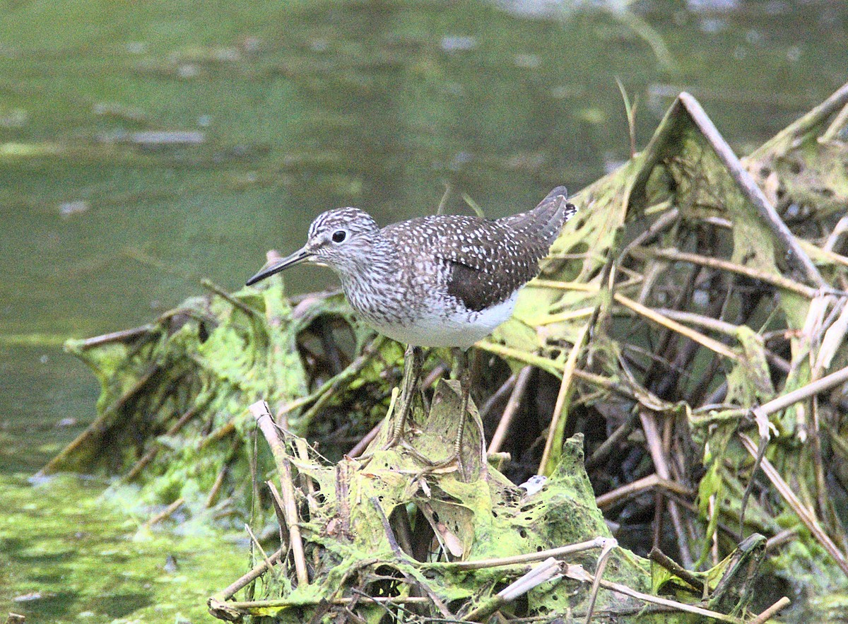 Solitary Sandpiper - Kerry Loux