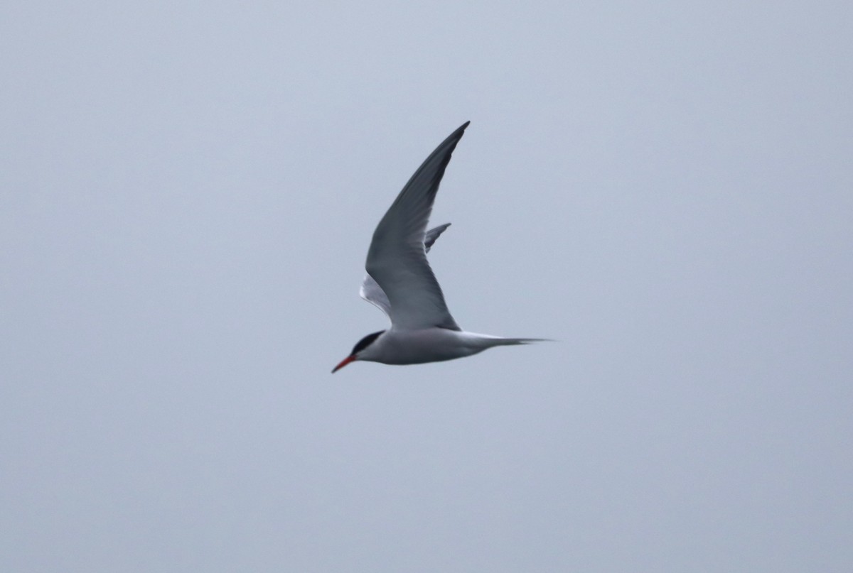 Common Tern - "Chia" Cory Chiappone ⚡️