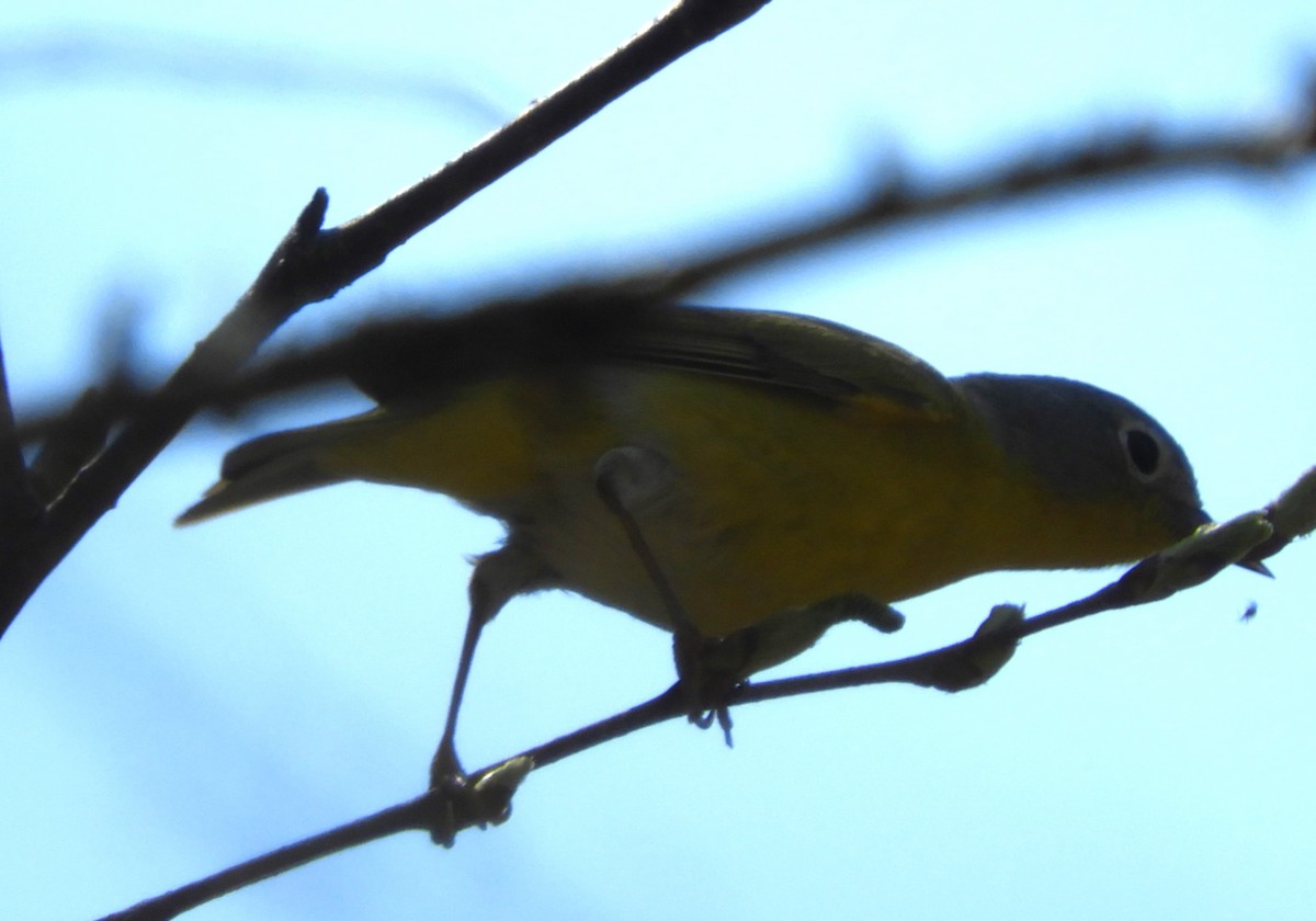 Nashville Warbler - Kathleen Spicer