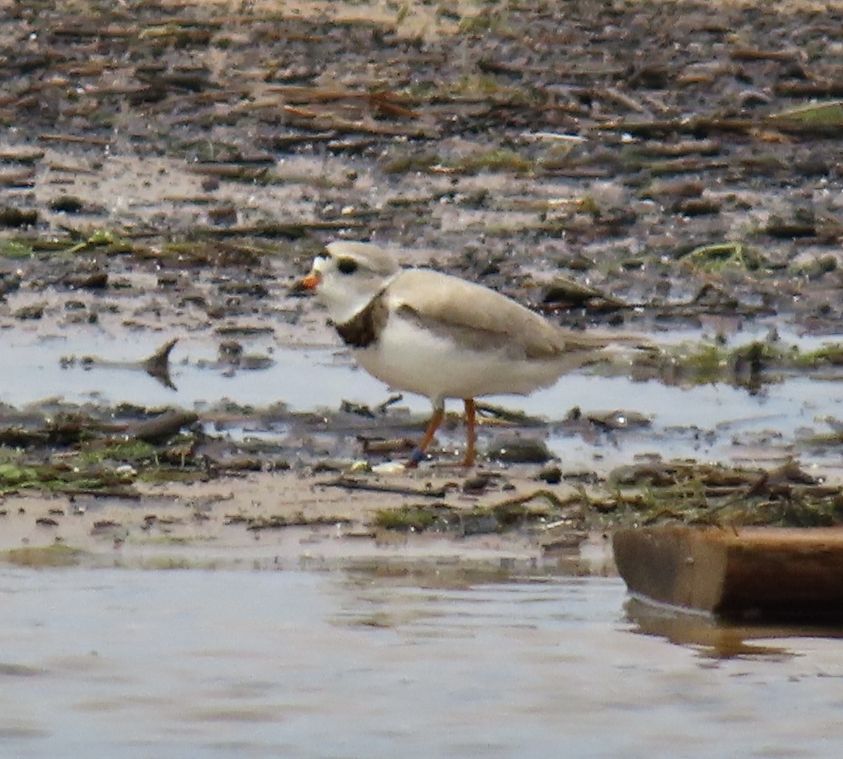 Piping Plover - ML619198988