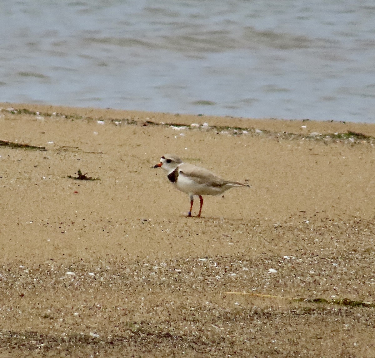 Piping Plover - ML619198989