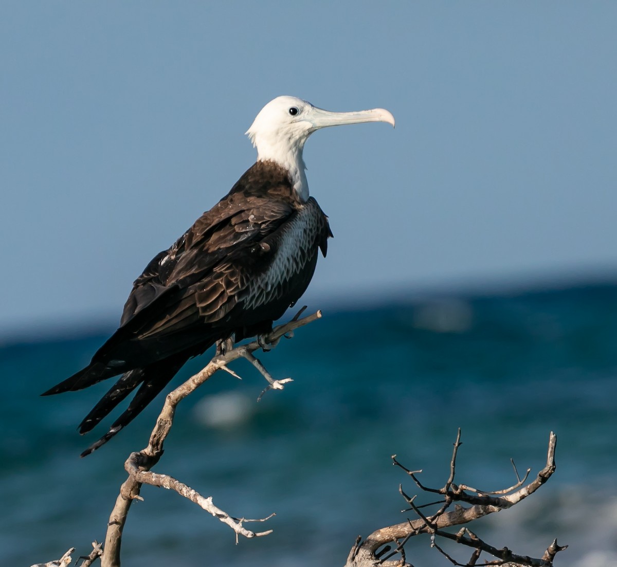 Magnificent Frigatebird - ML619198991