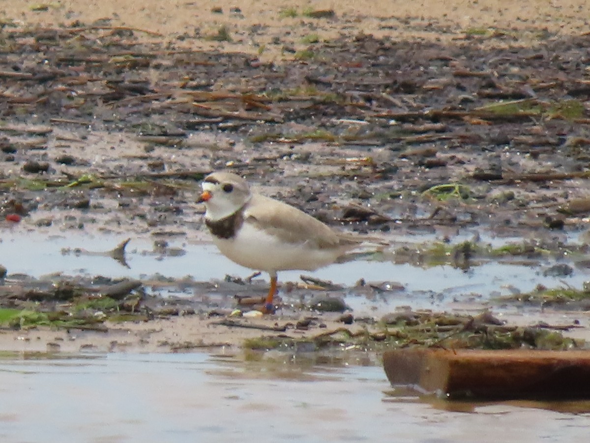 Piping Plover - ML619198993