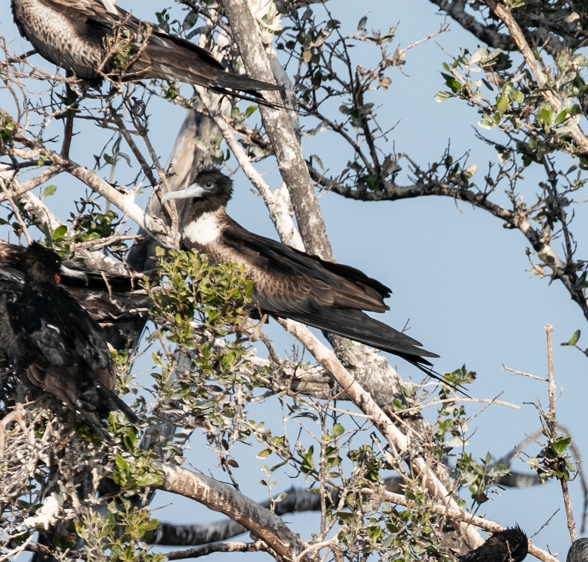 Magnificent Frigatebird - ML619198997