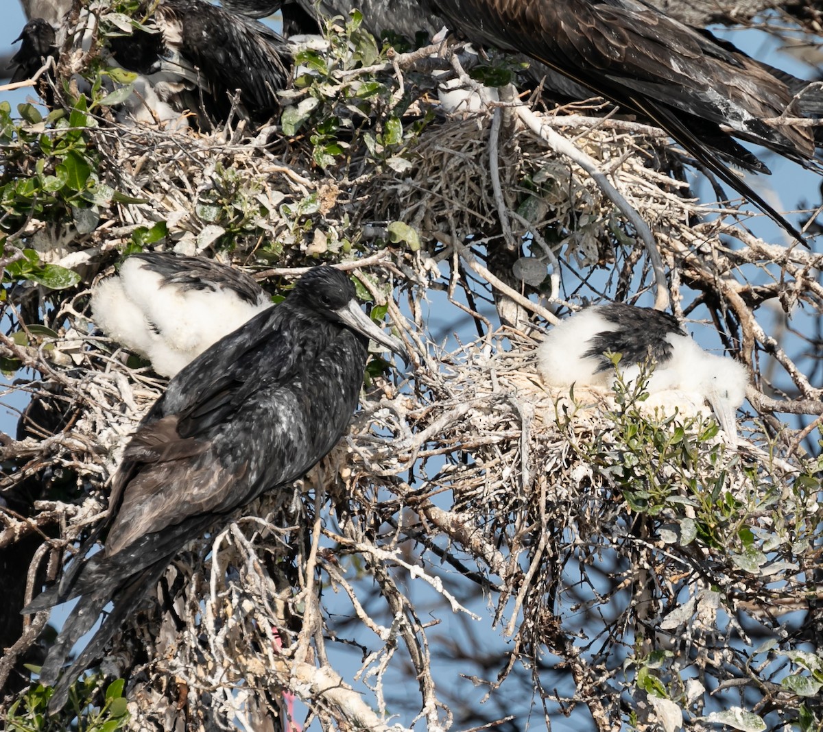 Magnificent Frigatebird - ML619198998