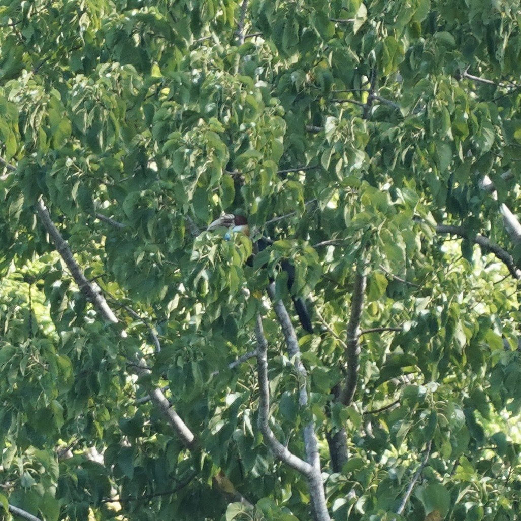 Sumba Hornbill - ML619199005