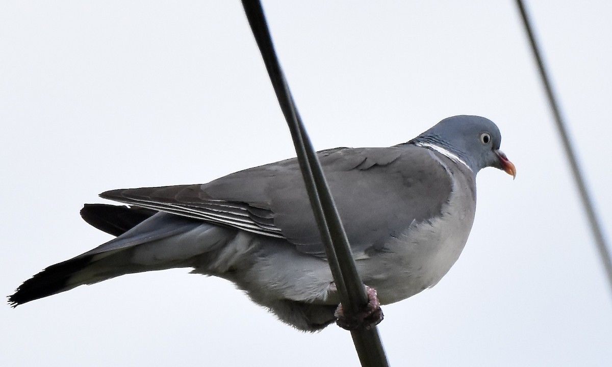 Common Wood-Pigeon - Benoit Goyette