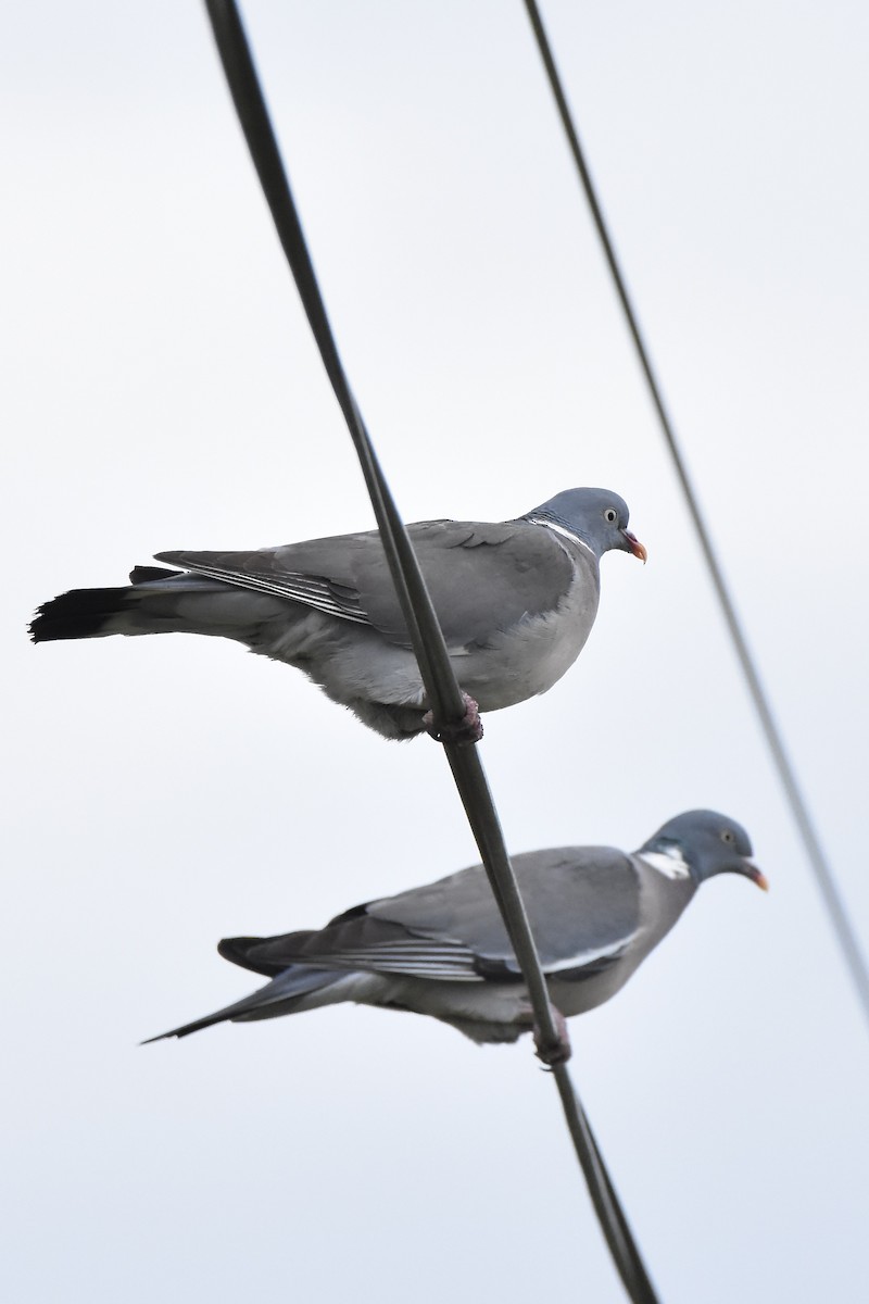 Common Wood-Pigeon - Benoit Goyette