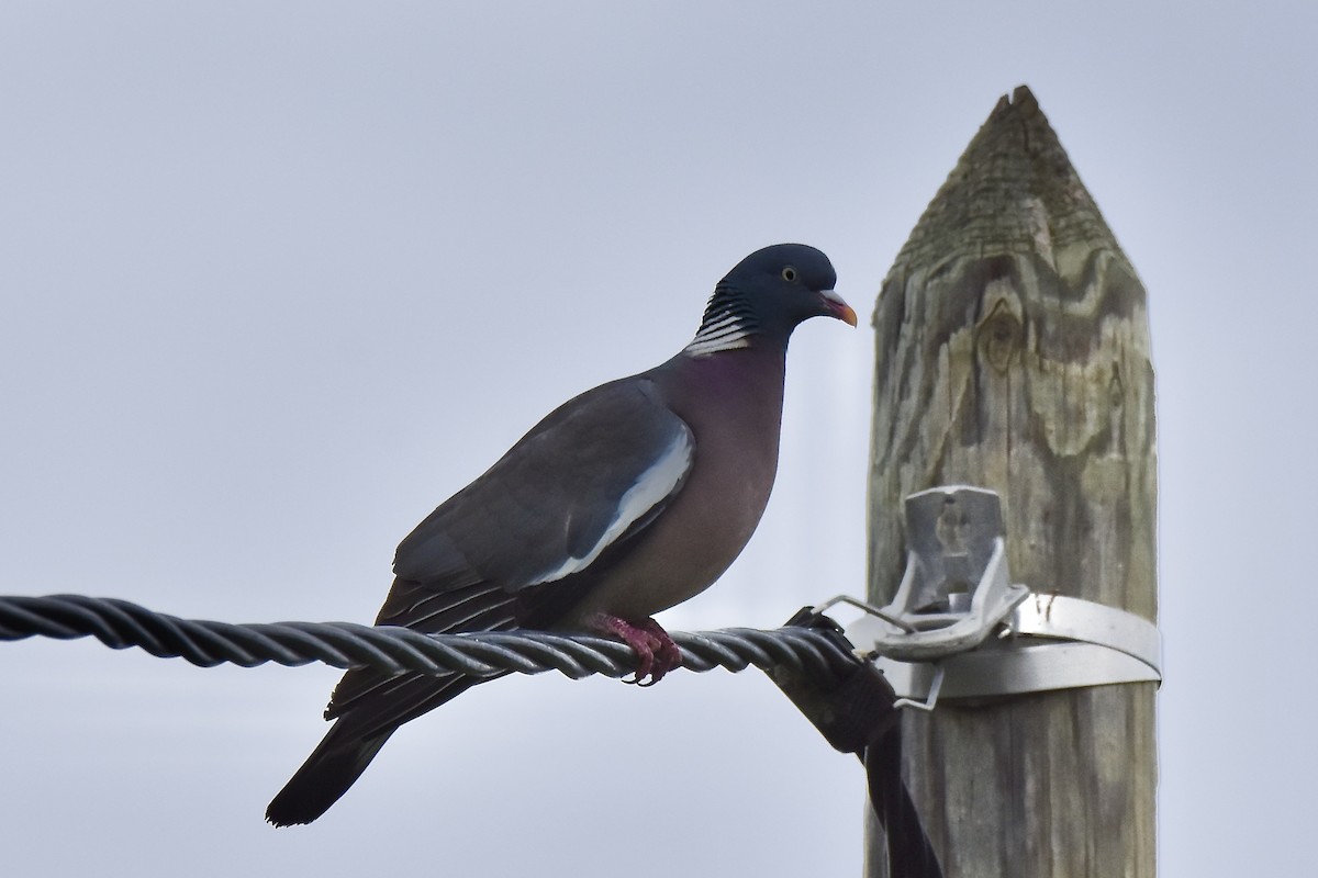 Common Wood-Pigeon - Benoit Goyette