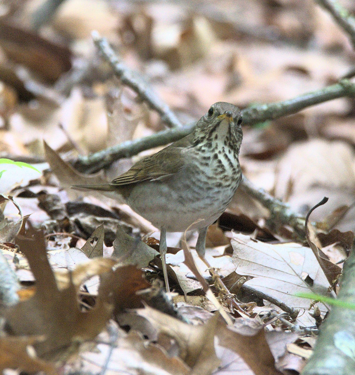 Bicknell's Thrush - Kerry Loux