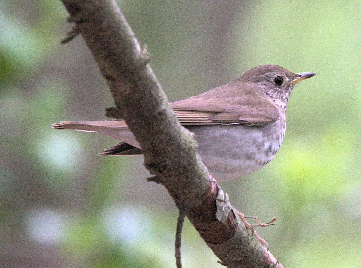 Bicknell's Thrush - Kerry Loux