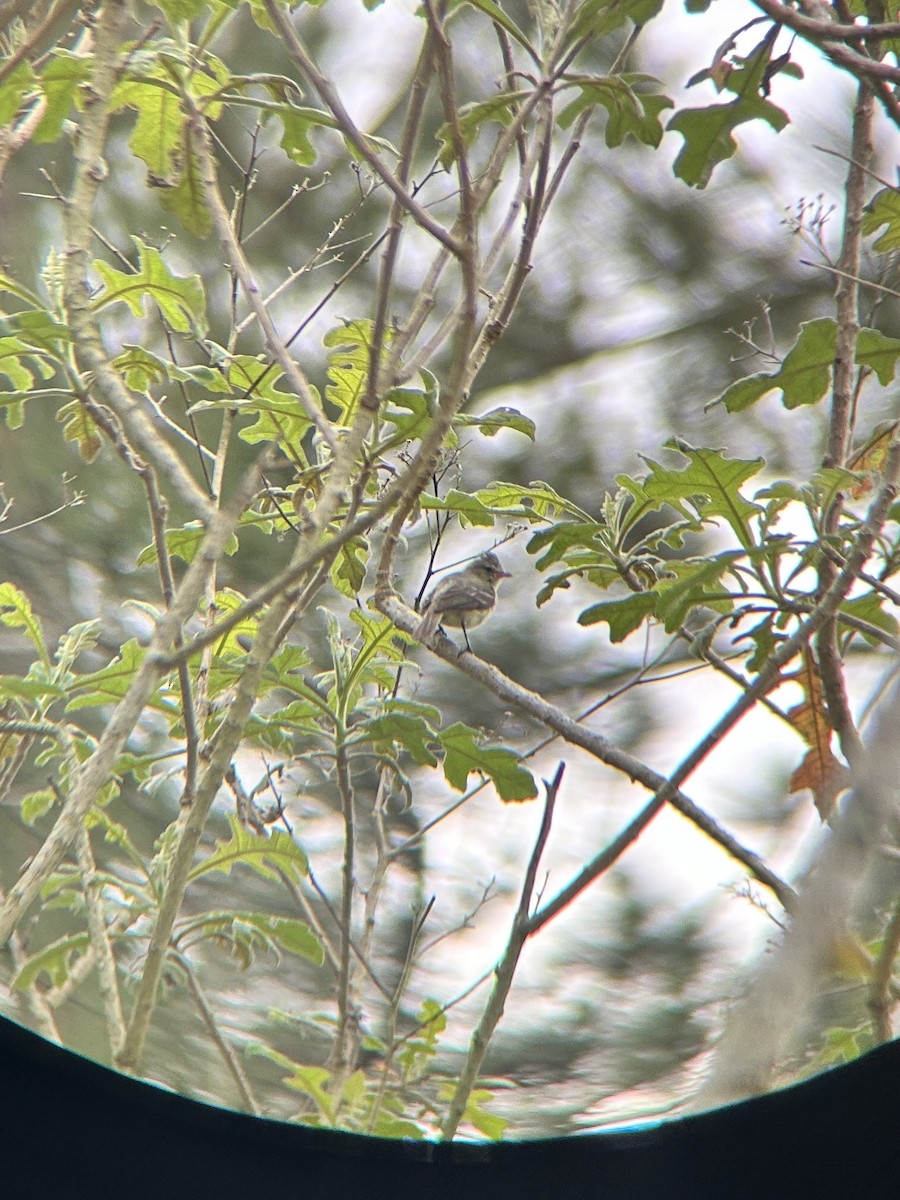 Northern Beardless-Tyrannulet - Teylor Redondo