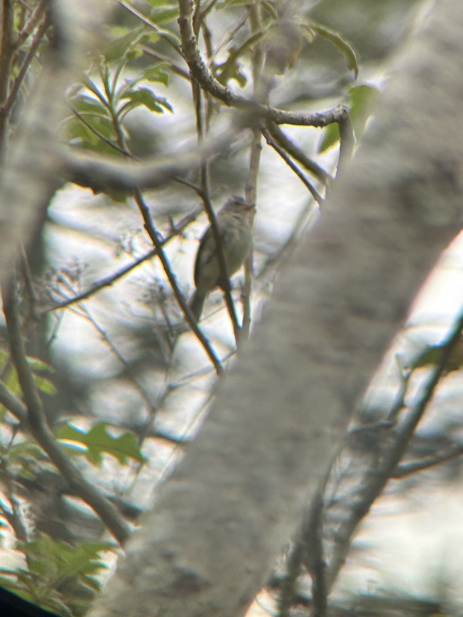 Northern Beardless-Tyrannulet - Teylor Redondo