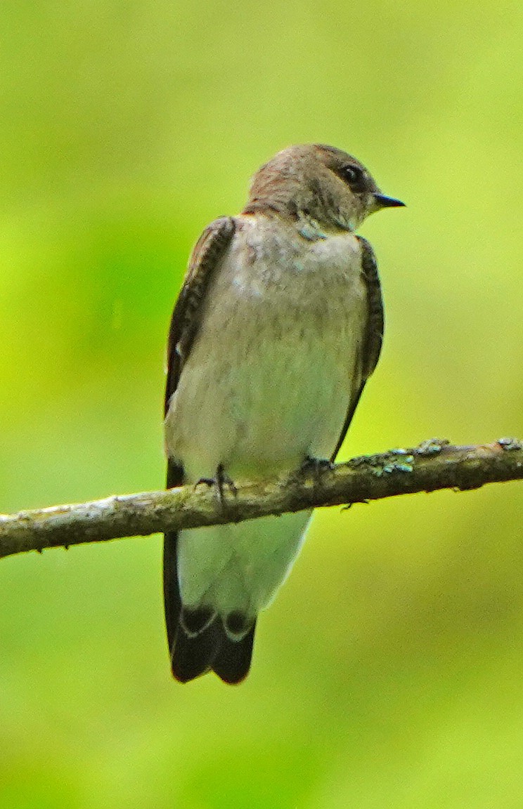 Northern Rough-winged Swallow - Mark McConaughy