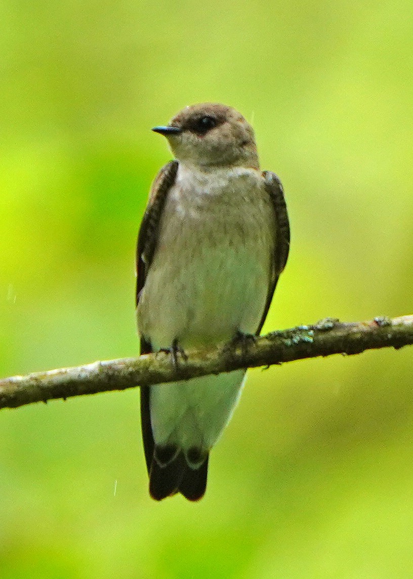 Northern Rough-winged Swallow - Mark McConaughy