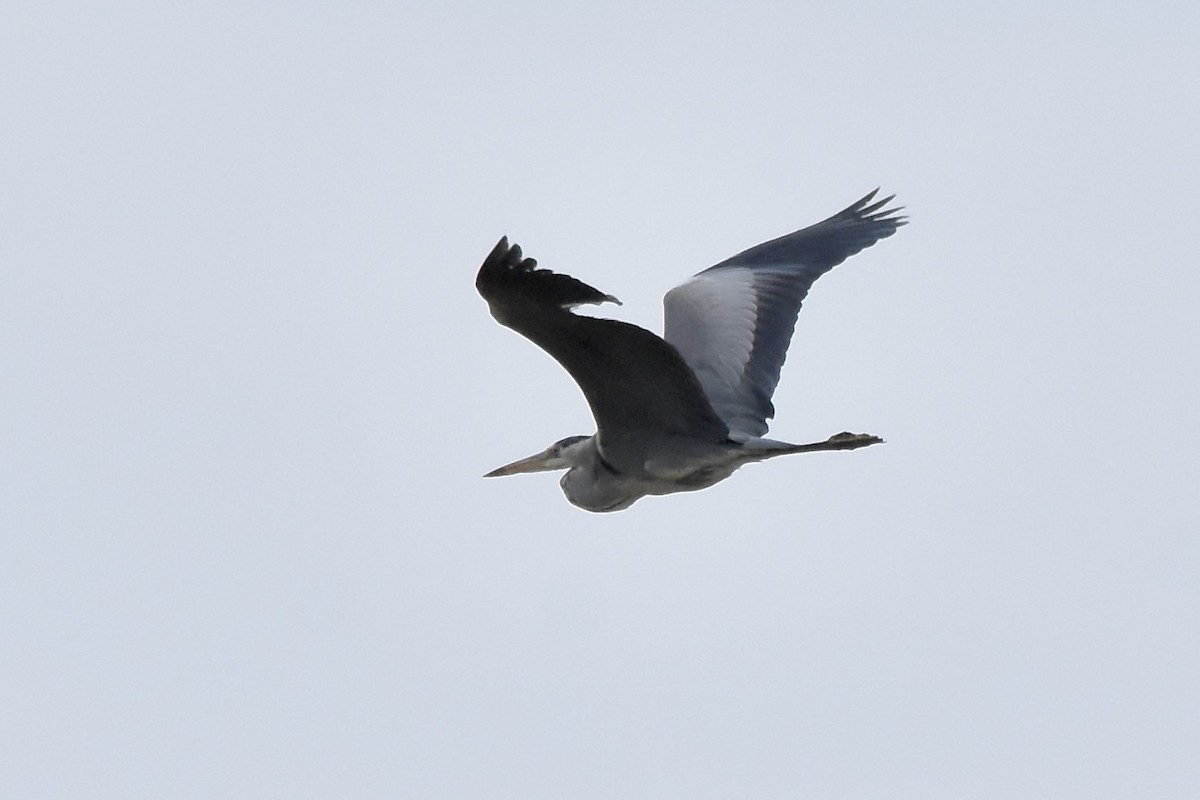 Gray Heron - Benoit Goyette