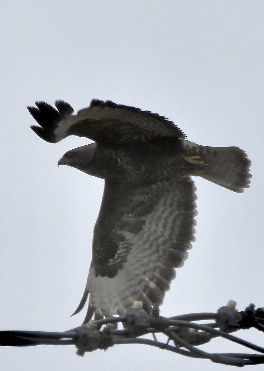 Common Buzzard - Benoit Goyette