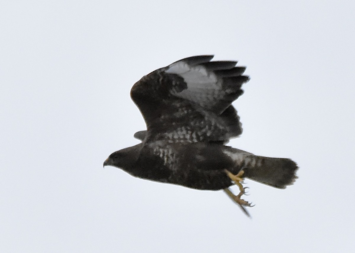 Common Buzzard - Benoit Goyette