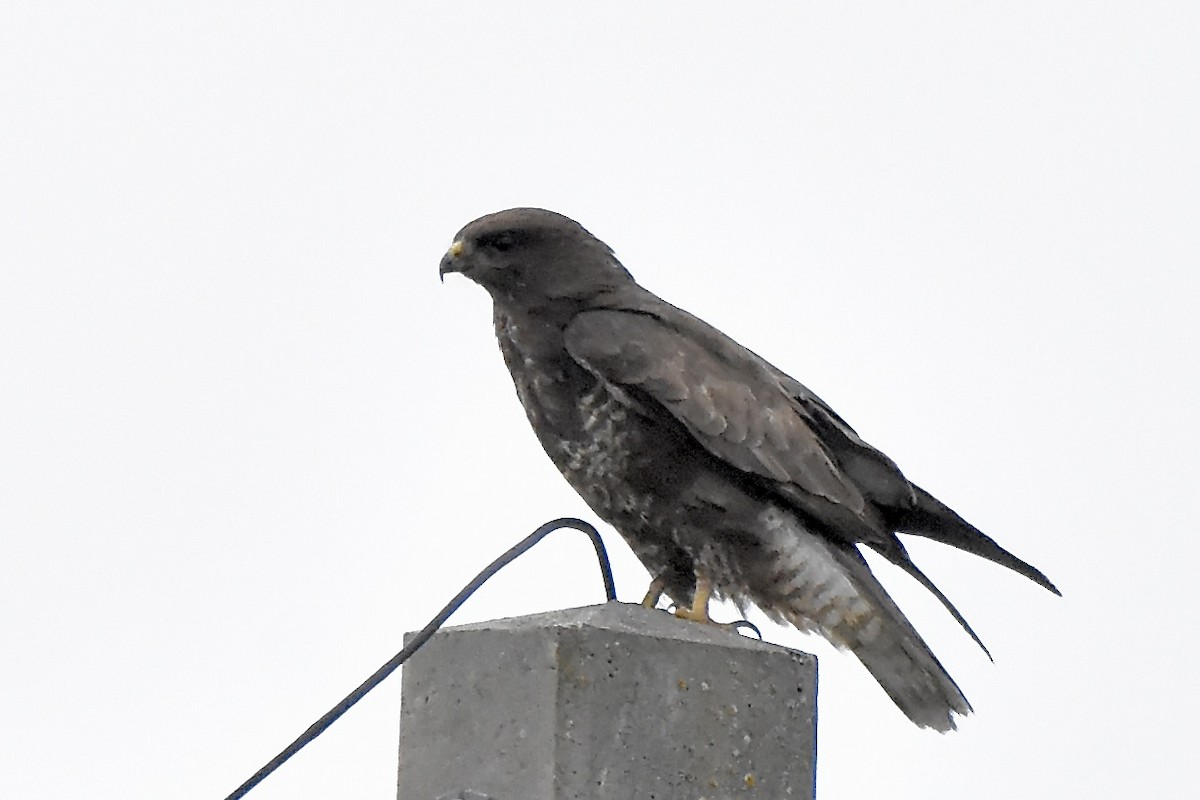 Common Buzzard - Benoit Goyette