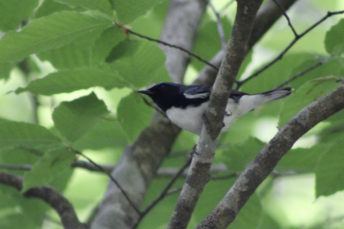 Black-throated Blue Warbler - Kevin Markham