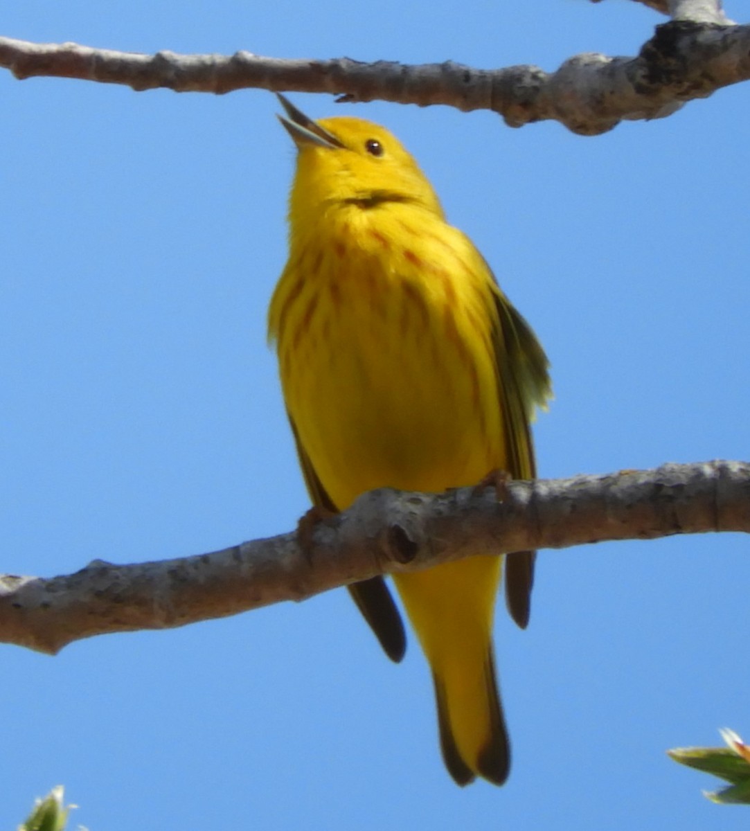 Yellow Warbler - Kathleen Spicer