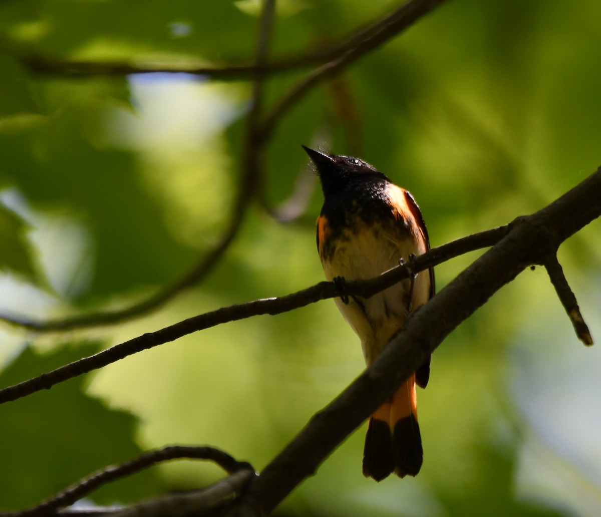 American Redstart - Monique Maynard