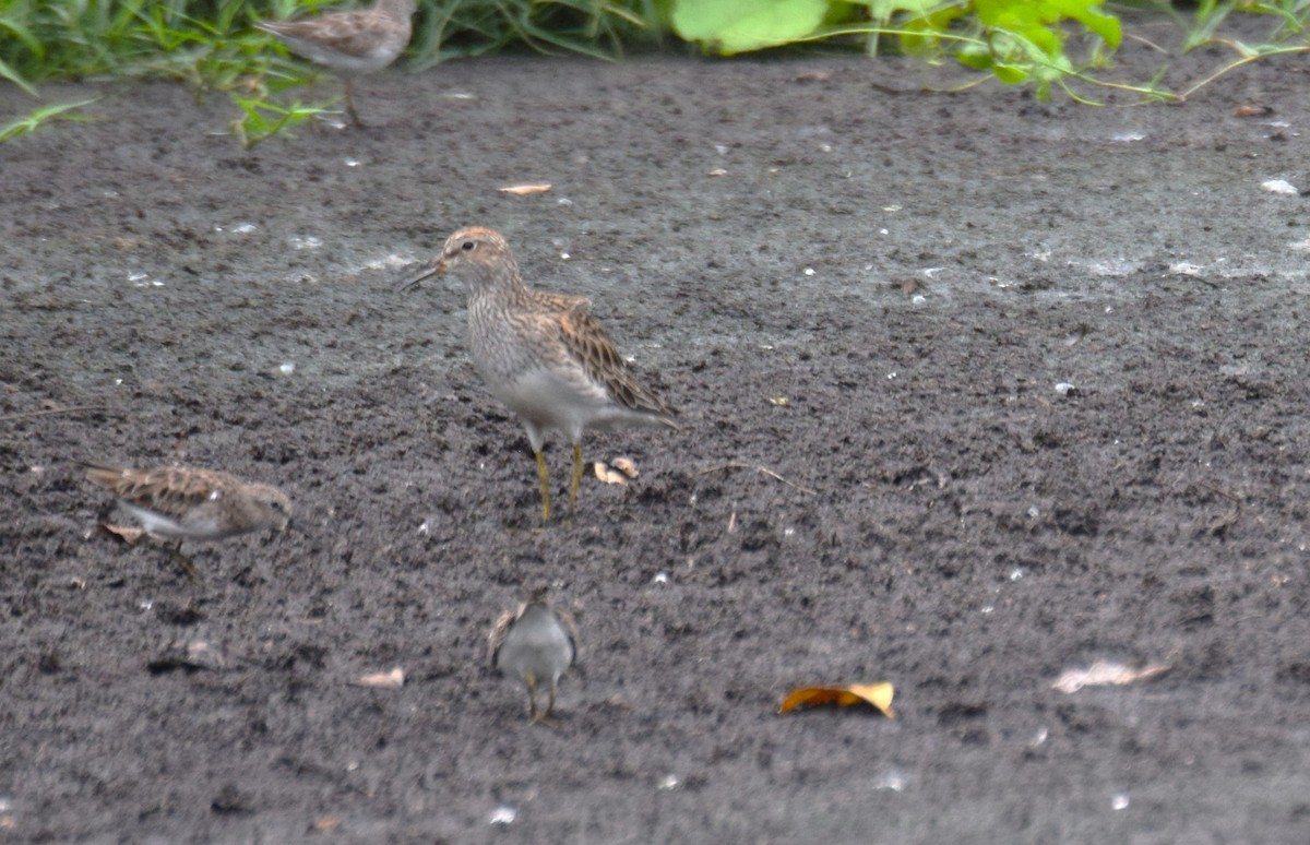 Pectoral Sandpiper - Nestor Herrera