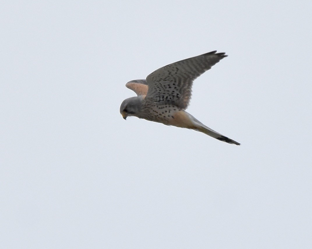 Eurasian Kestrel - Benoit Goyette