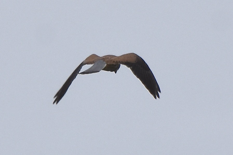 Eurasian Kestrel - Benoit Goyette