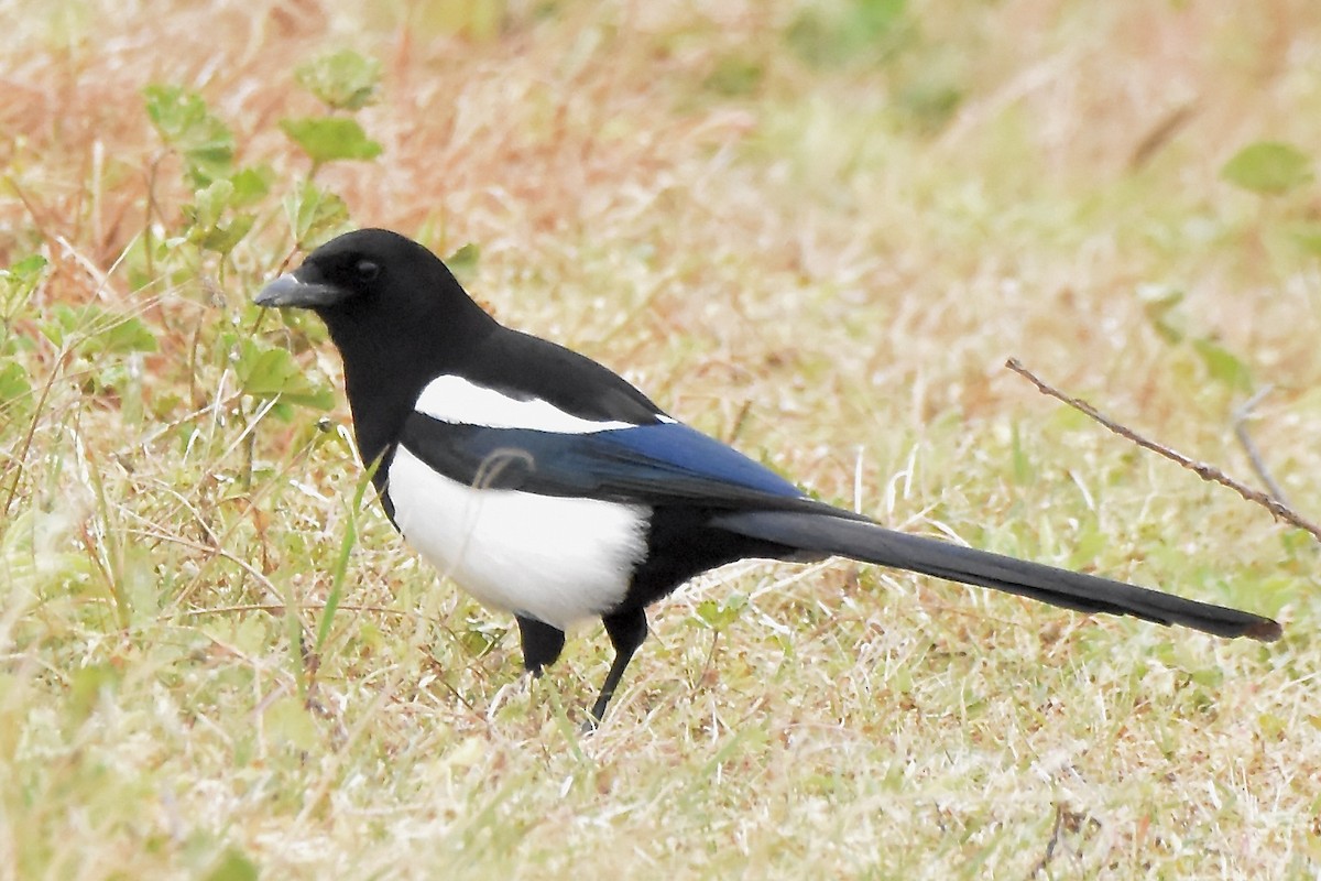 Eurasian Magpie - Benoit Goyette