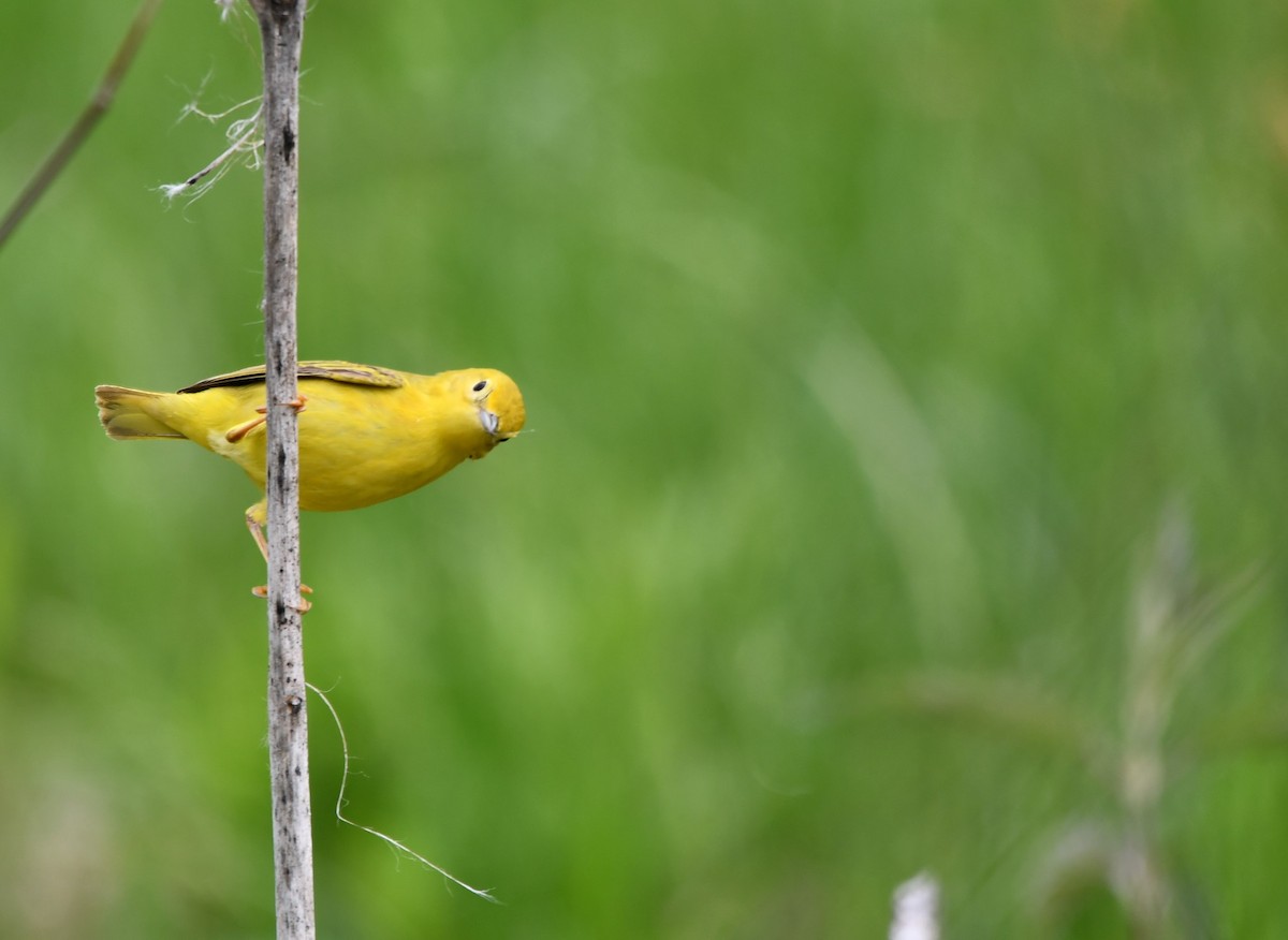 Yellow Warbler - Monique Maynard