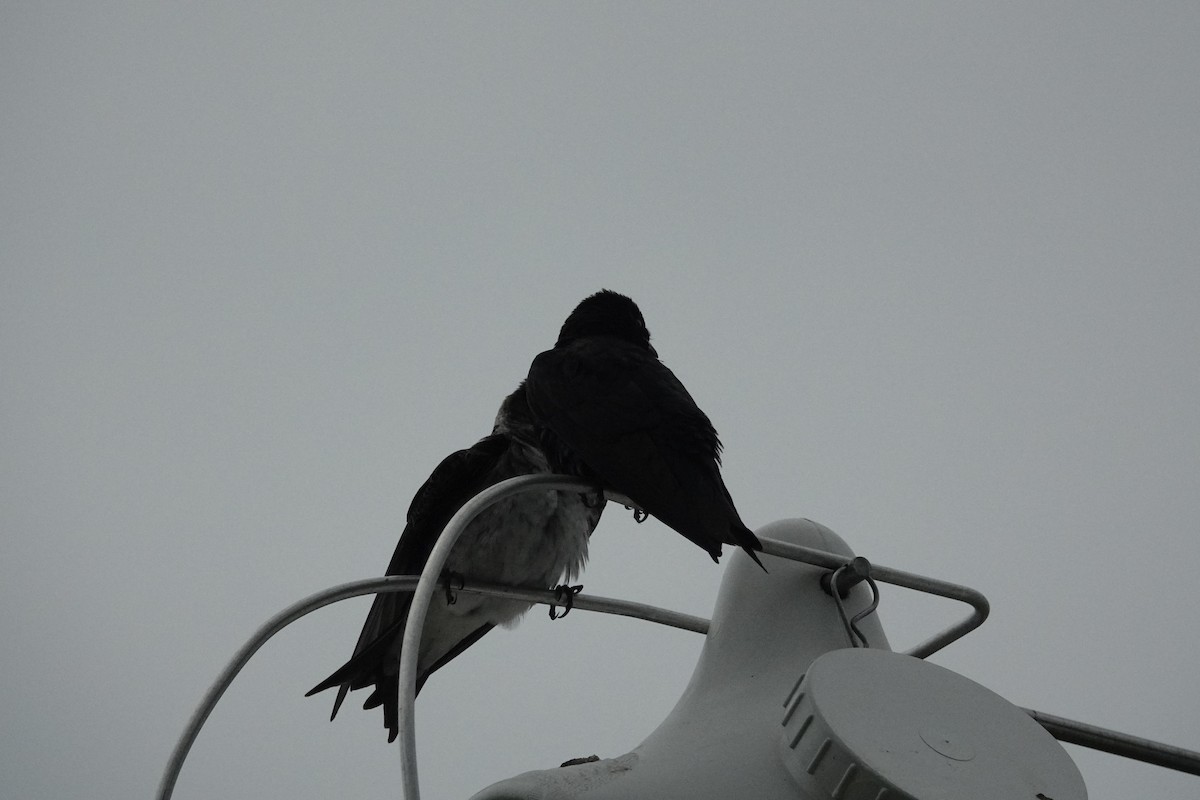 Purple Martin - Cynthia Ehlinger