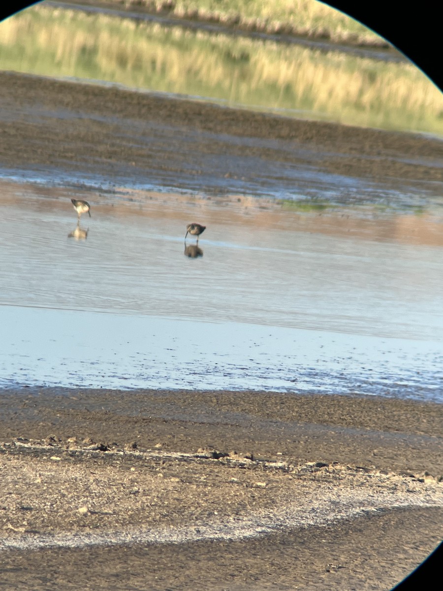 Stilt Sandpiper - William Harmon