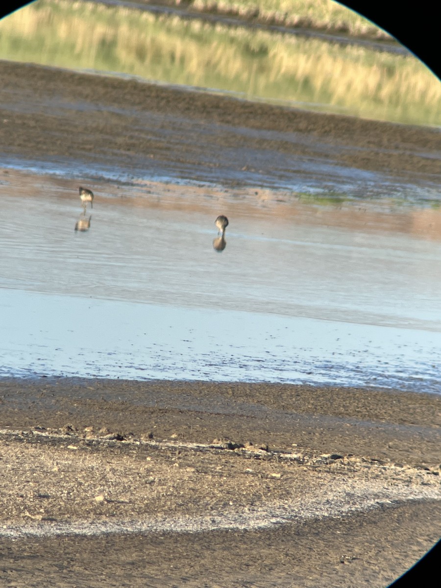 Stilt Sandpiper - William Harmon