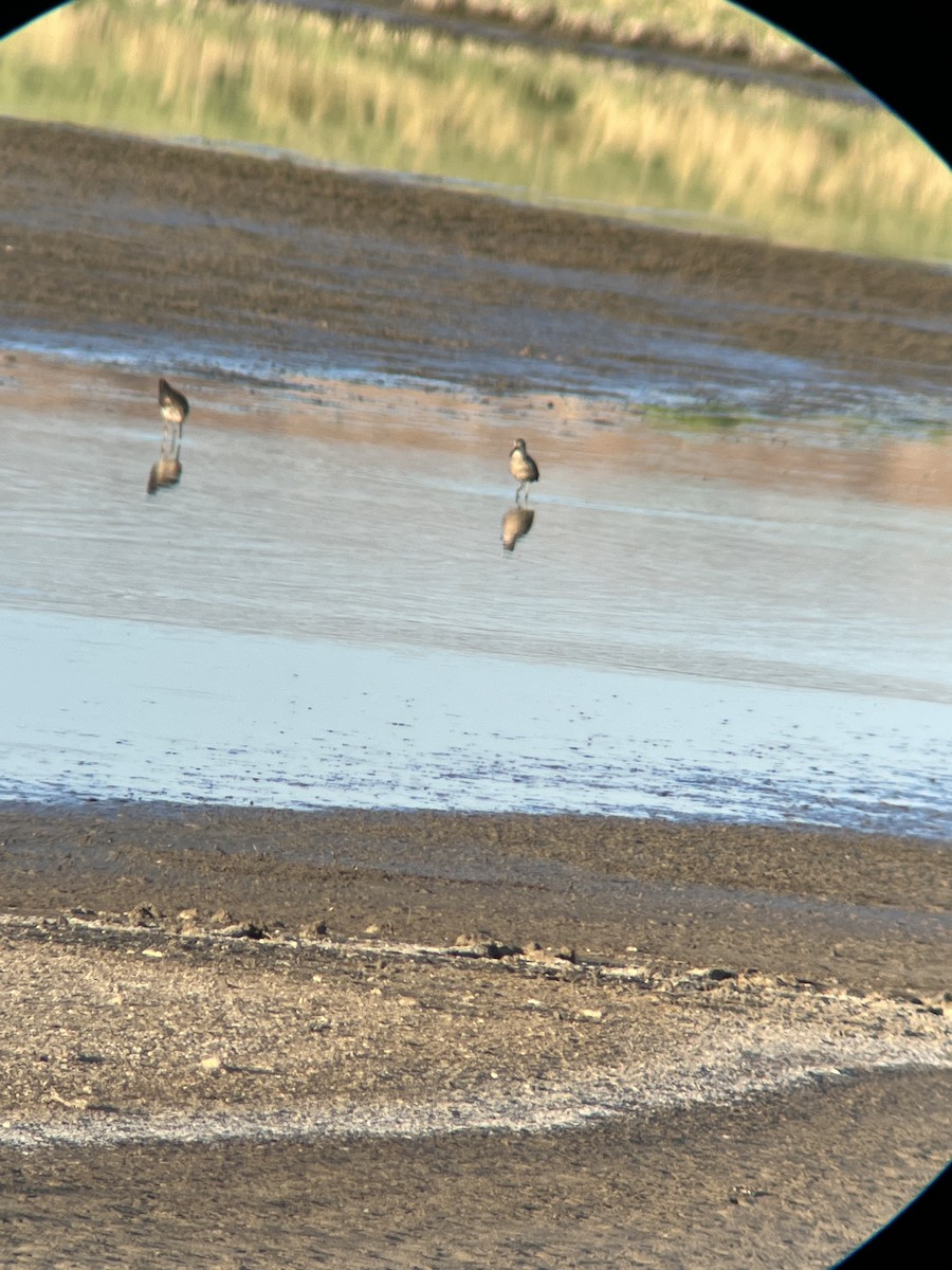 Stilt Sandpiper - ML619199140