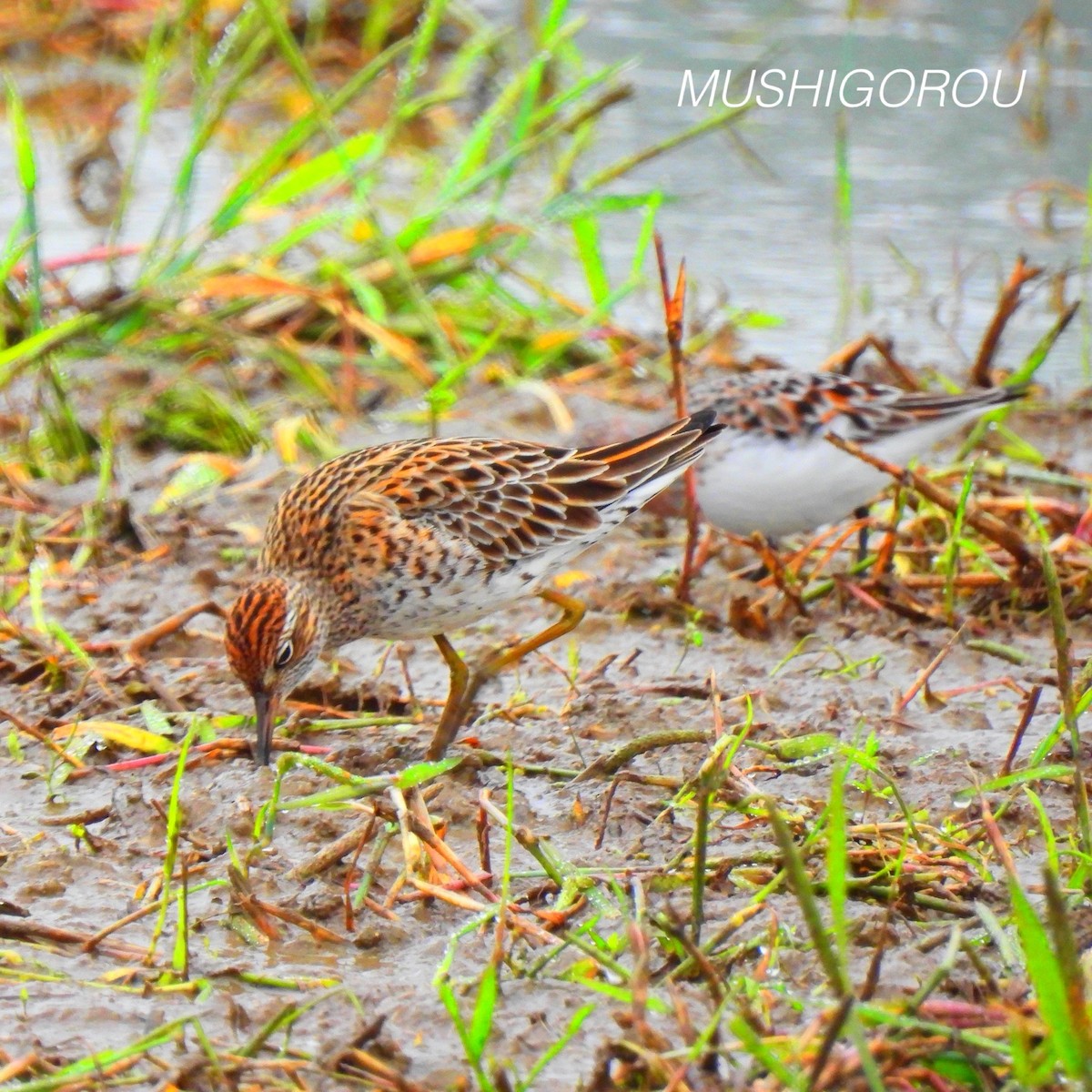 Sharp-tailed Sandpiper - ML619199148