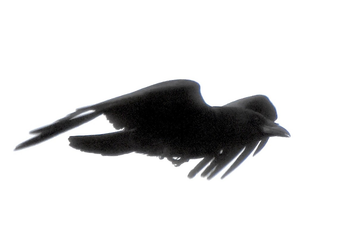 Carrion Crow - Benoit Goyette